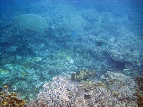 Mafia Marine National Park-马菲亚岛必去景点