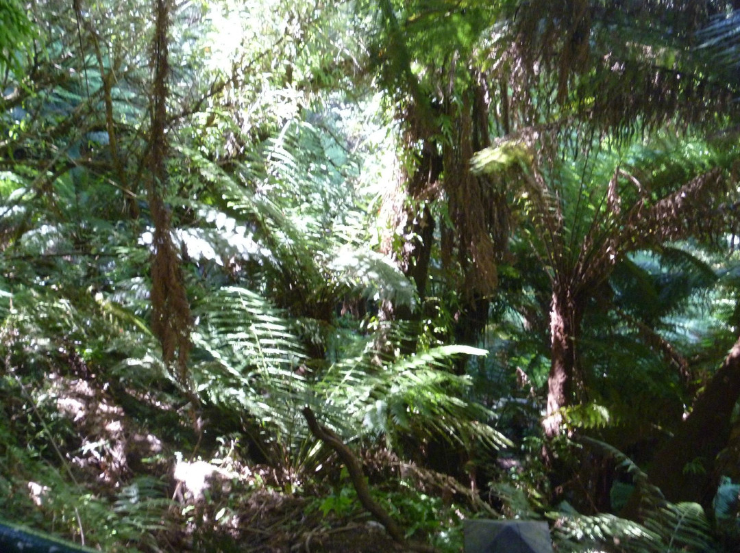 Tree Fern Gully Track-墨尔本必去景点