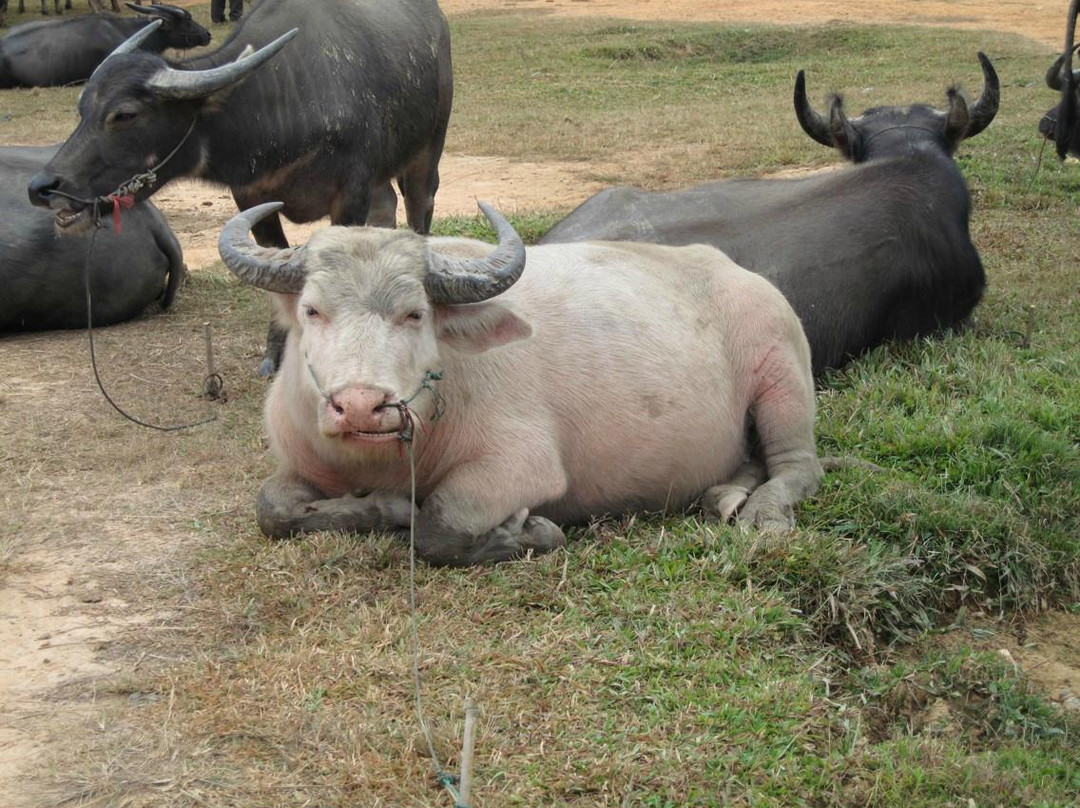Water Buffalo Market