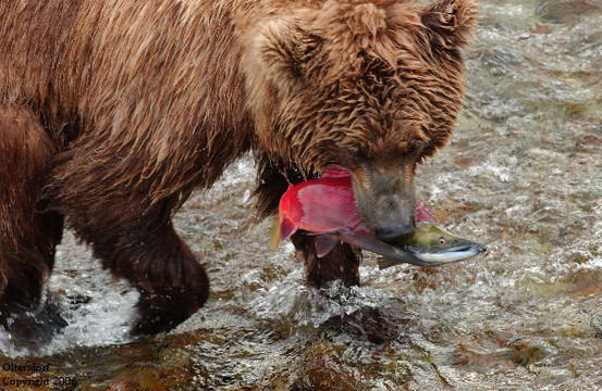 Homer Flyout Adventures-荷马必去景点