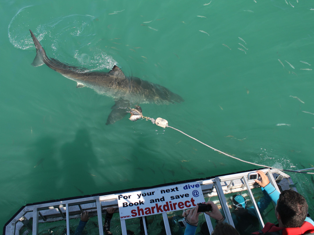 White Shark Safaris-干斯拜必去景点