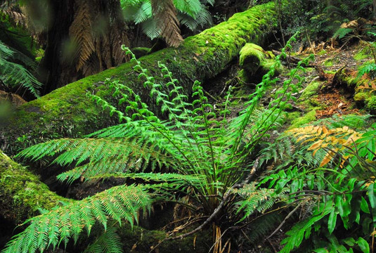 Myrtle Forest-霍巴特必去景点