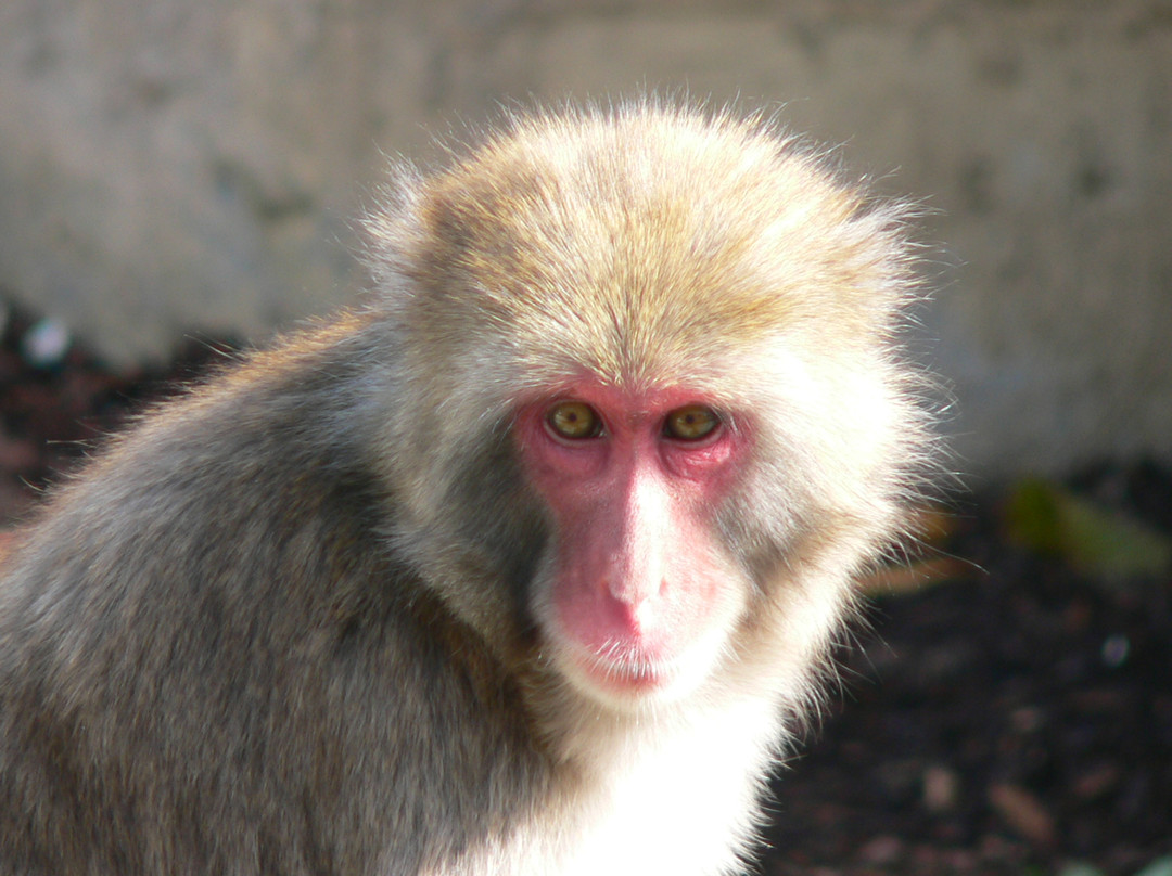 城市公园-朗塞斯顿必去景点