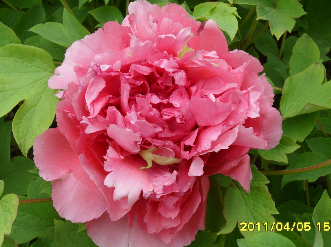 王城公园洛阳牡丹花会-洛阳市必去景点