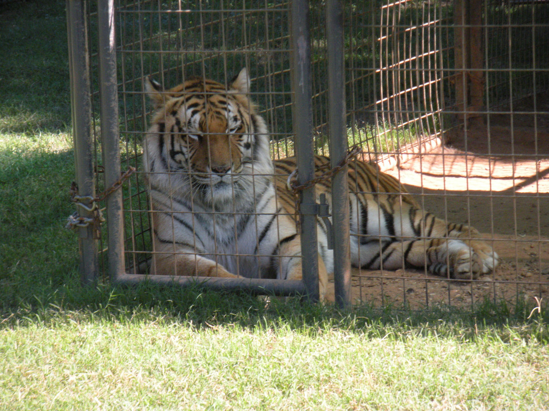 Tiger Creek Animal Sanctuary景点图片
