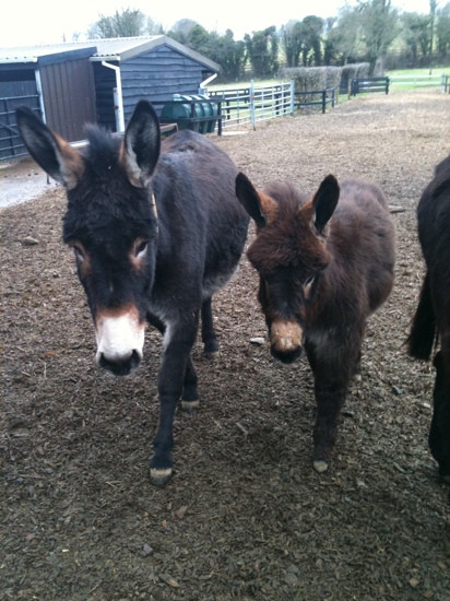 The Donkey Sanctuary-Mallow必去景点