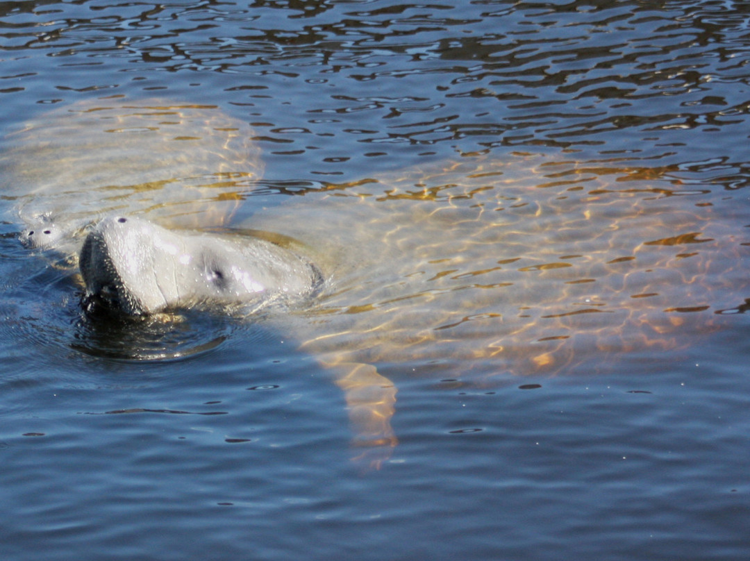Everglades Day Safari-戴维必去景点