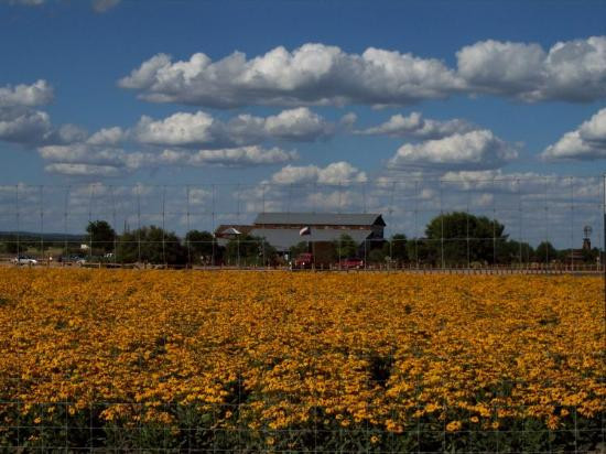 Wildseed Farms-弗雷德里克斯堡必去景点