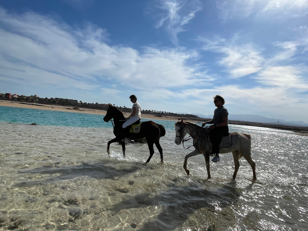 Sea Horse Sahl Hasheesh Hurghada景点图片