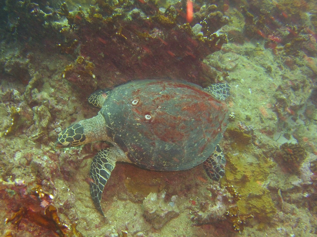 Ticabo Diving Centre-弗力克昂弗雷克必去景点