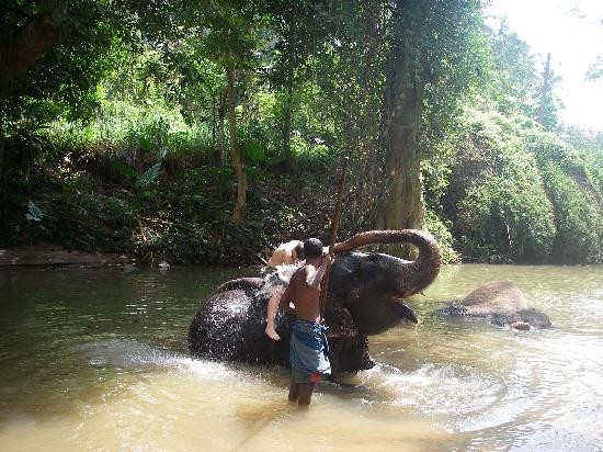 Millennium Elephant Foundation景点图片