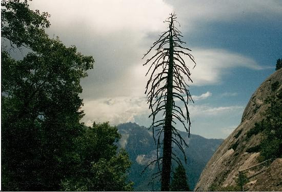 巨人森林-红杉&国王峡谷国家公园必去景点