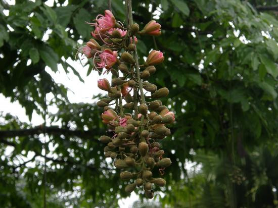Royal Botanical Gardens-西班牙港必去景点