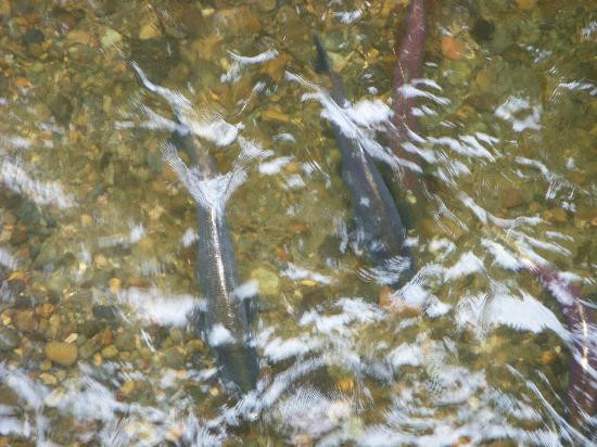 Issaquah Salmon Hatchery景点图片