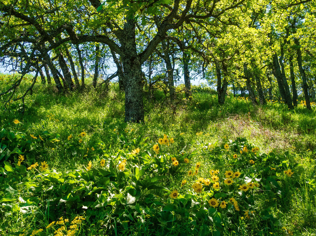 Tom McCall Nature Preserve-胡德里弗必去景点