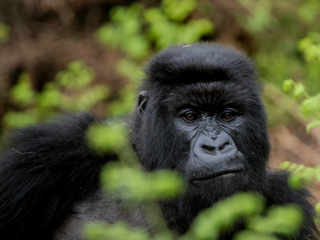 Wild Wonders Africa-吉佳利必去景点