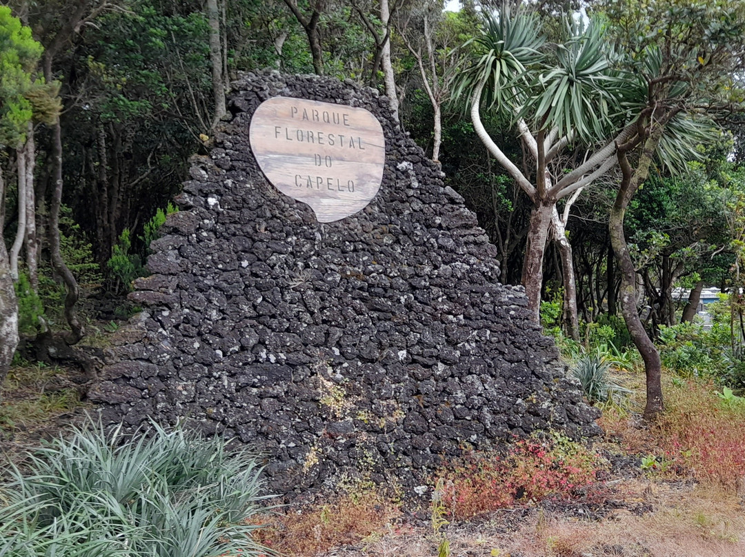 Reserva Florestal Natural do Parque do Capelo景点图片