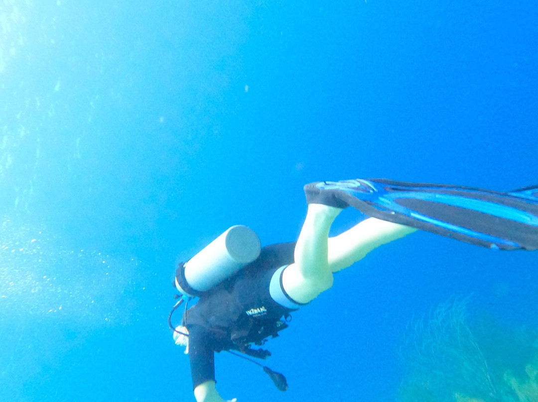 Coral Divers-威廉斯塔德必去景点