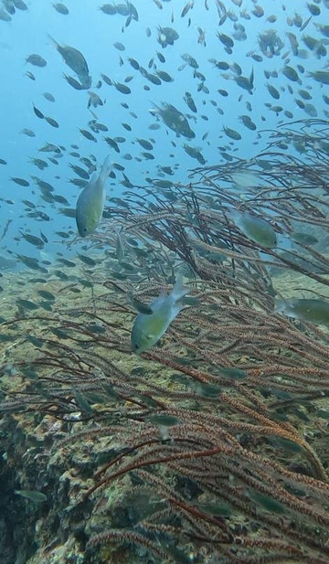 The Life Aquatic-湄南必去景点