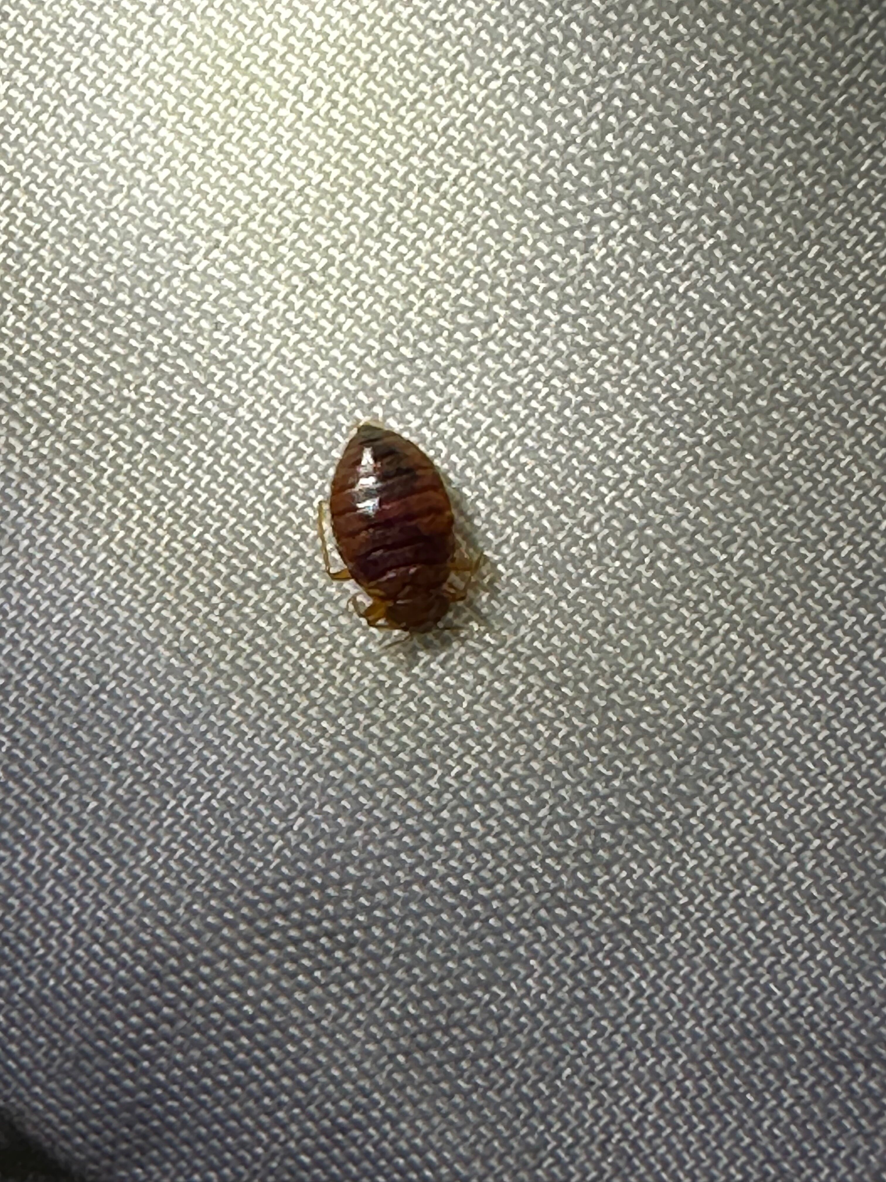 Comfort Suites Bethlehem Near Lehigh University and LVI Airport-客卧