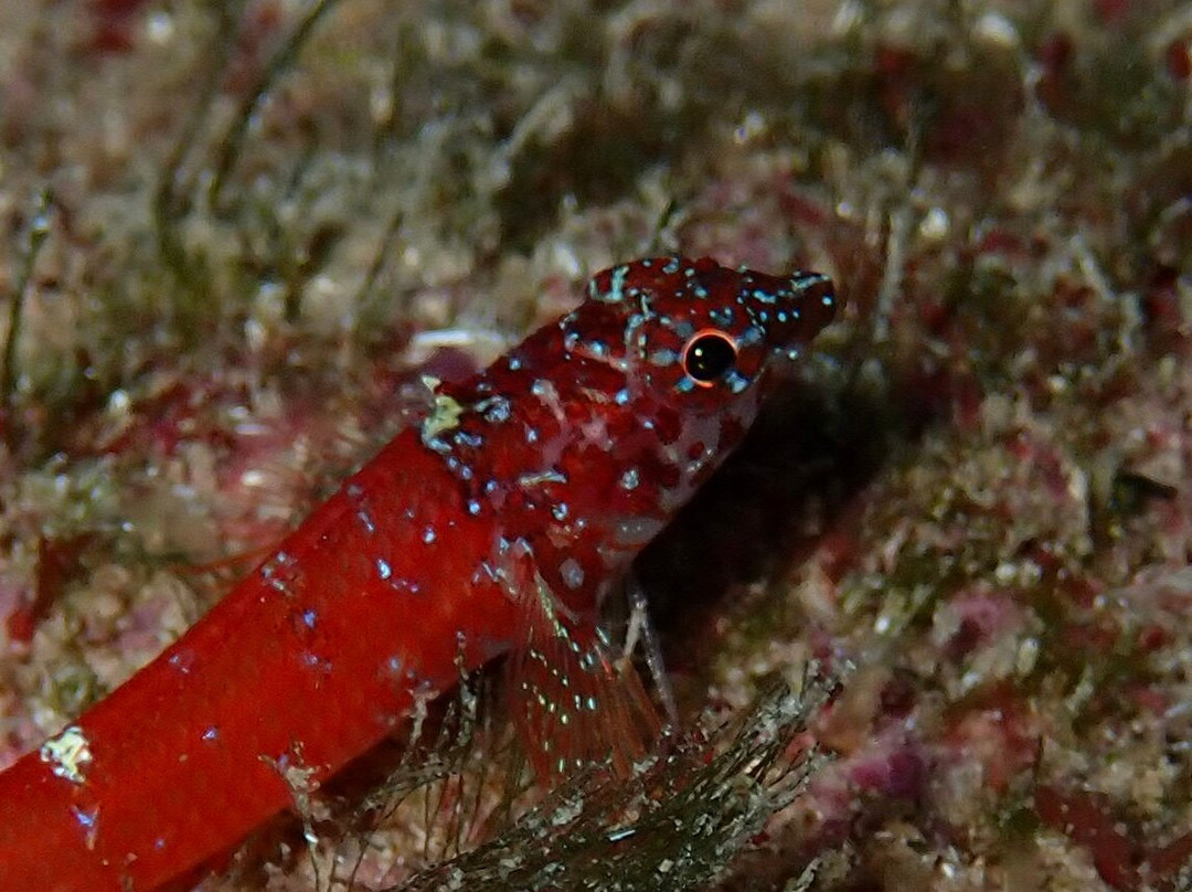 Blue Islands Diving-米诺卡必去景点