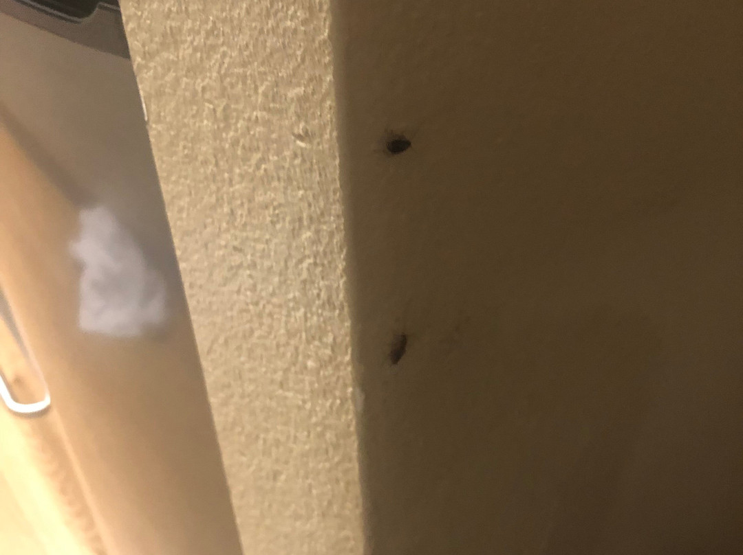 Suburban Extended Stay Birmingham Homewood主图