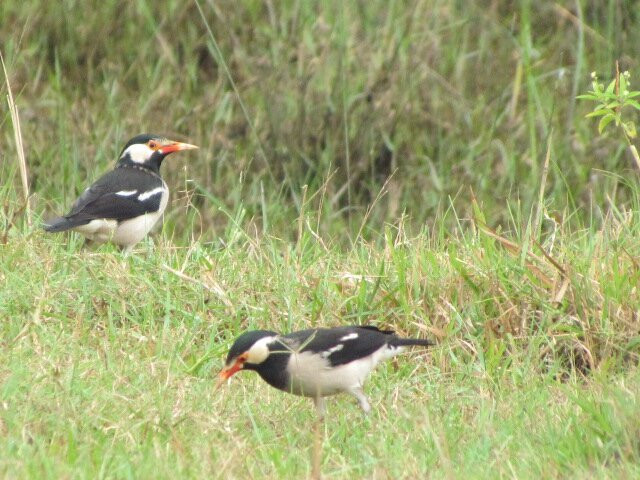 Kondakarla Bird Sanctuary景点图片