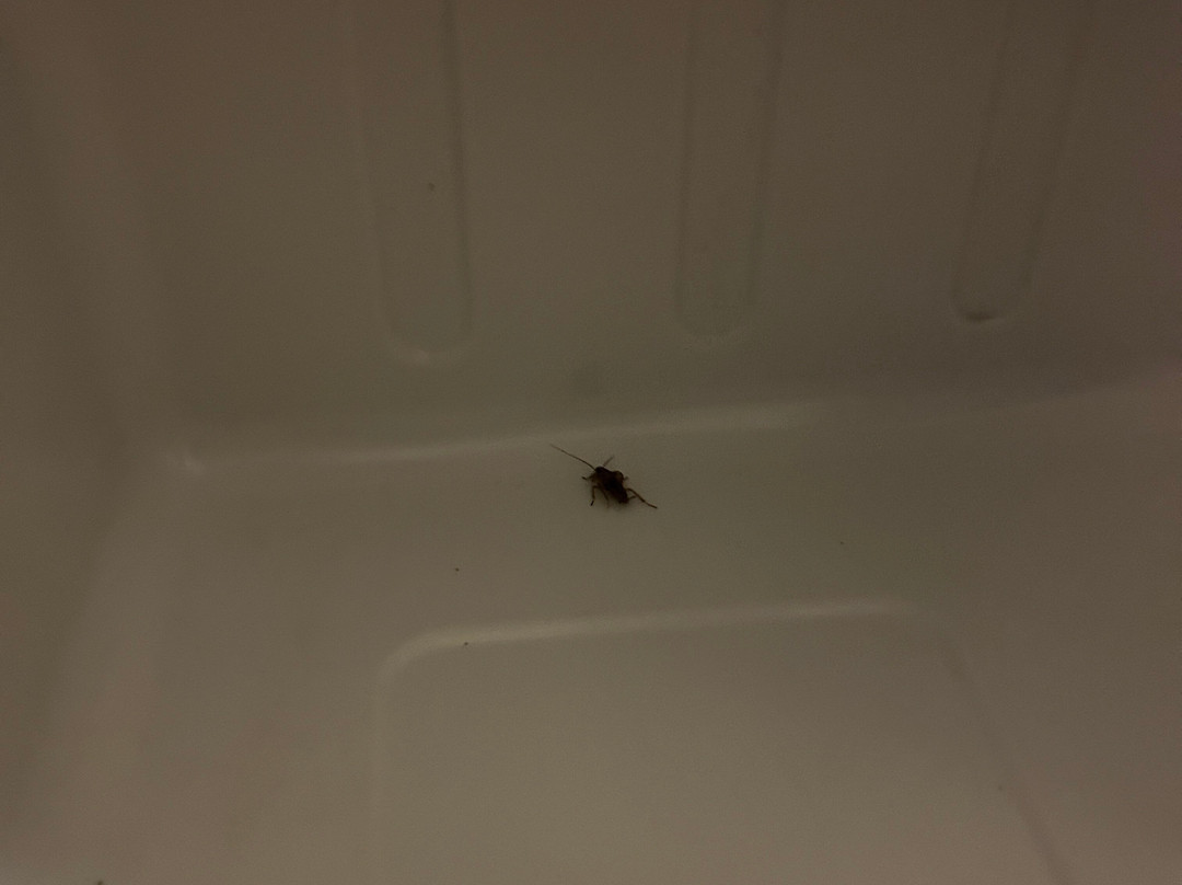 Econo Lodge Inn & Suites Chickamauga Battlefield主图