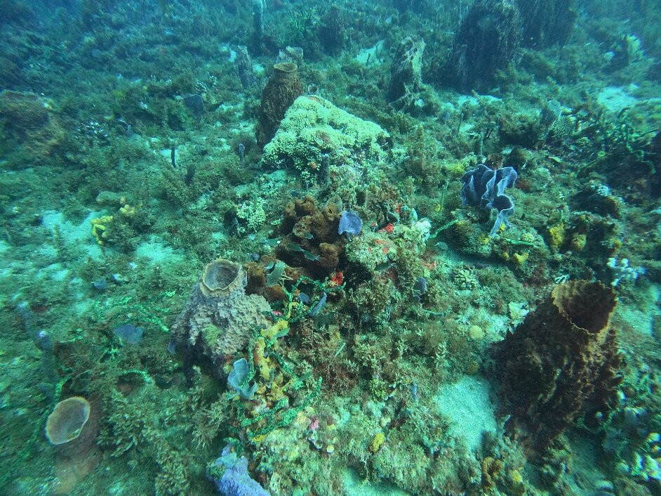 BLT Plongée Martinique-Case-Pilote必去景点