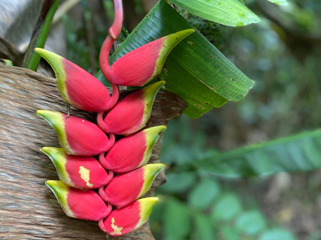 Jungle Life Costa Rica-Bijagua de Upala必去景点