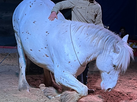 Parc des Grands Félins-Saint-Leger-en-Bray必去景点