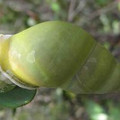 Bornean