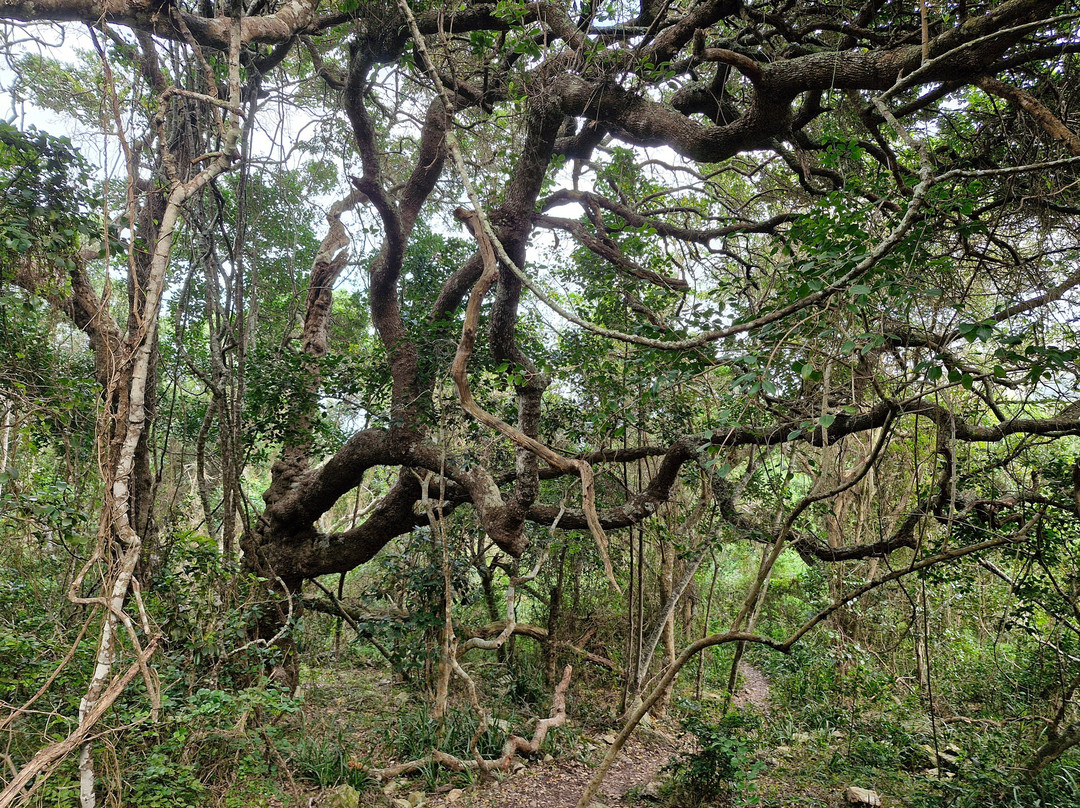 Otter Trail景点图片