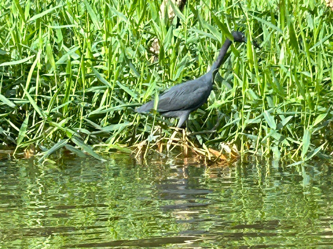 Carlota Tours Tortuguero Français-托图杰多必去景点