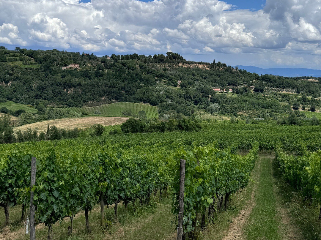 Manvi Winery-蒙特普尔恰诺必去景点