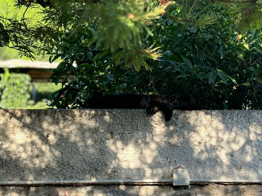 Gatti Felici Di Lipari