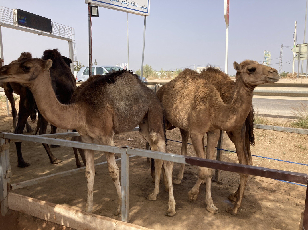Fez City Tour-非斯必去景点