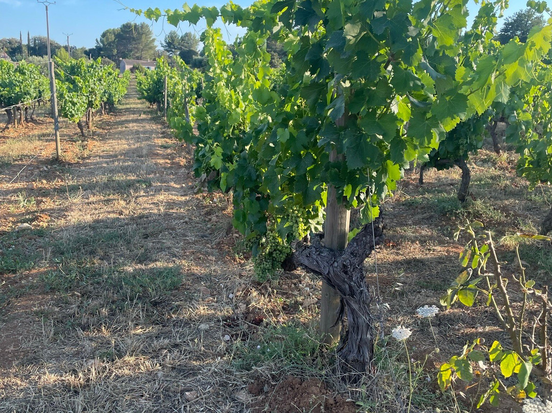 Domaine Rabiega主图