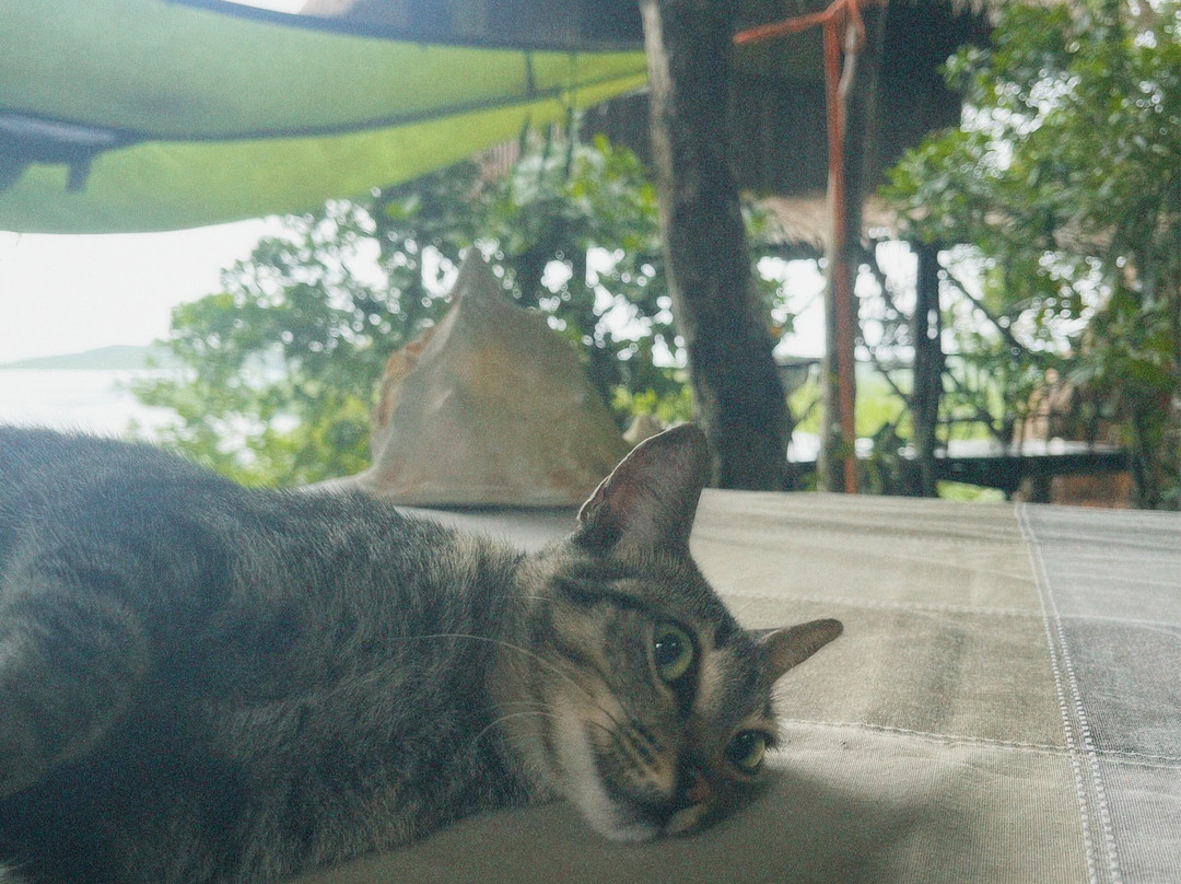 Sanctuaria Treehouses Busuanga主图