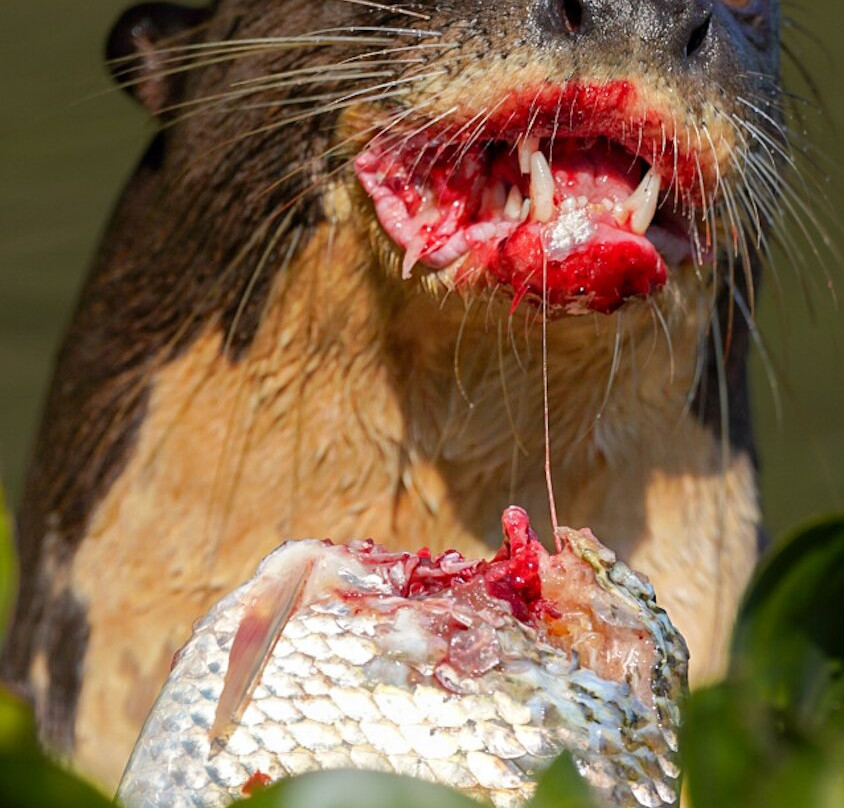 Olsen Photo Tours - Wildlife Experiences景点图片