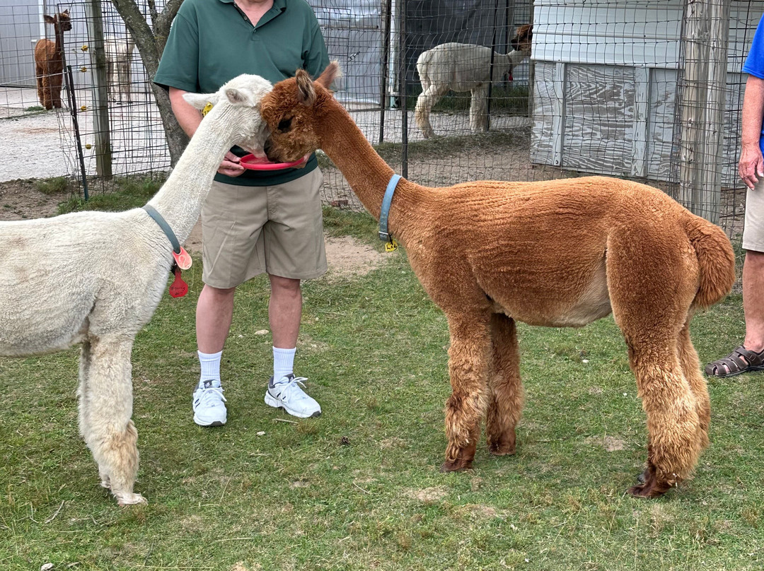LondonDairy Alpacas-Two Rivers必去景点