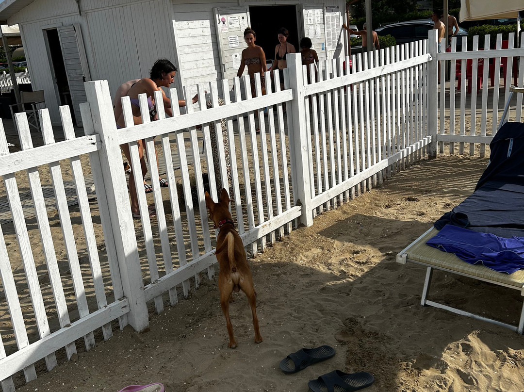 Scoby Doo Beach - Stabilimento Balneare Per Cani景点图片