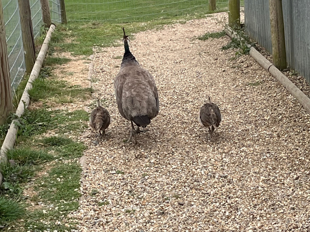 Jimmy's Farm & Wildlife Park景点图片