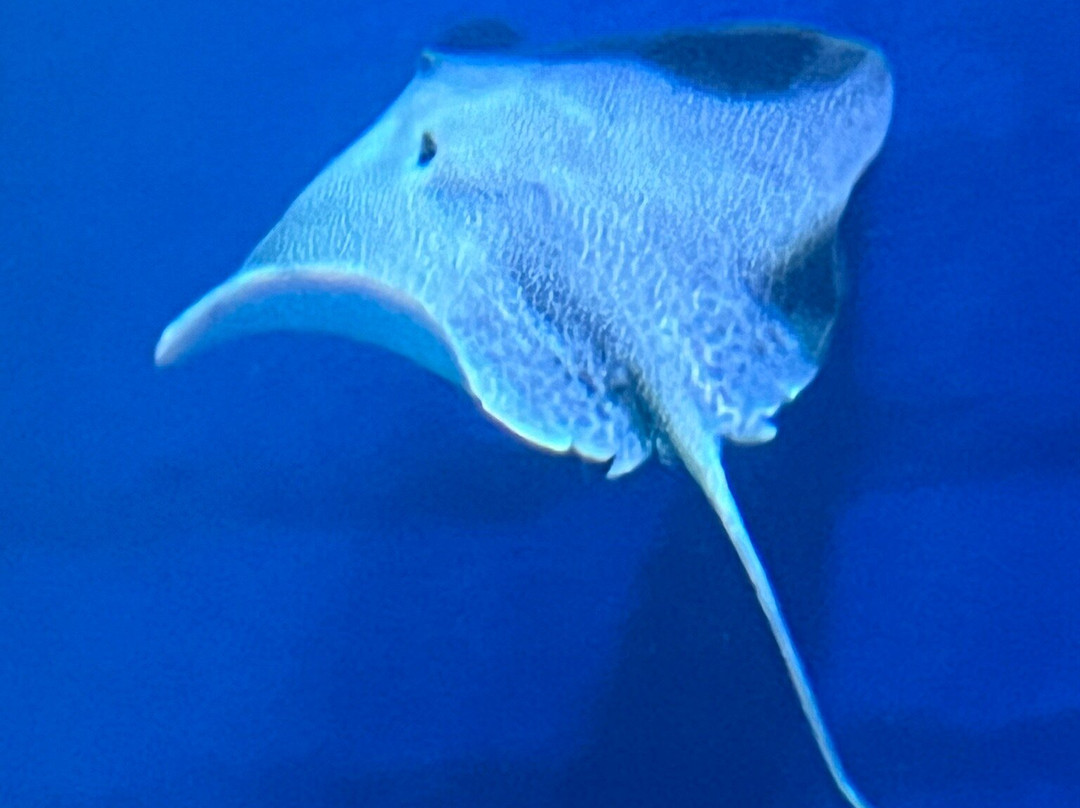 Mississippi Aquarium景点图片