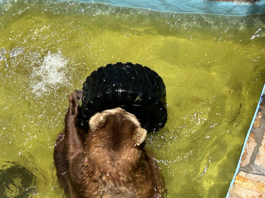 Cherokee Bear Zoo and Exotic Animals景点图片