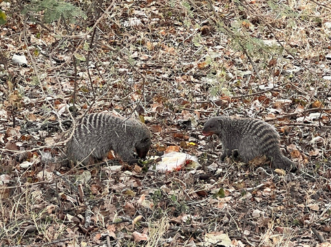 Sali Safaris-阿鲁沙必去景点