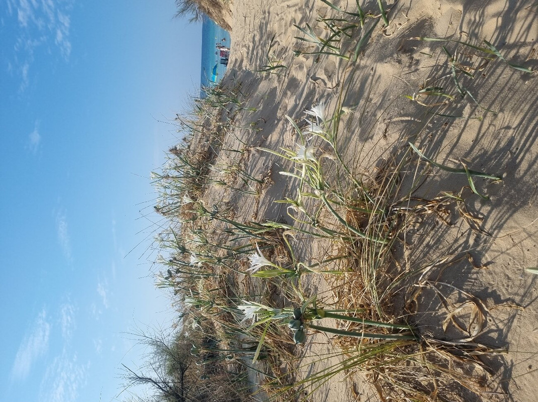 Spiaggia Pescoluse景点图片