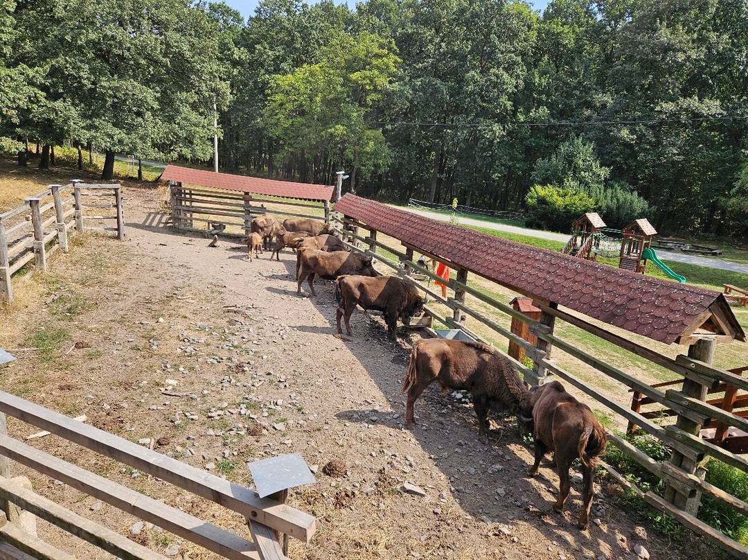 Topolcianky Bison Park-Topolcianky必去景点