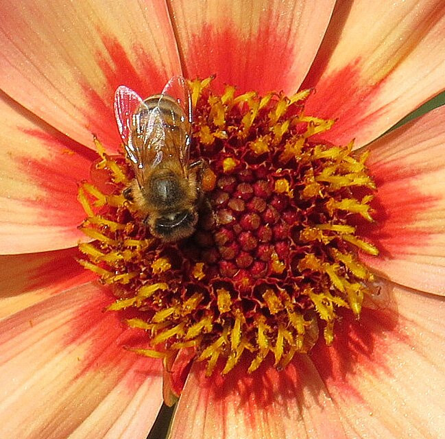 Willowwood Arboretum-Far Hills必去景点