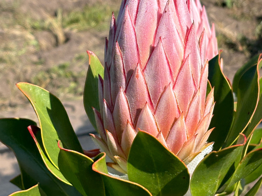 Simbavati Fynbos On Sea主图
